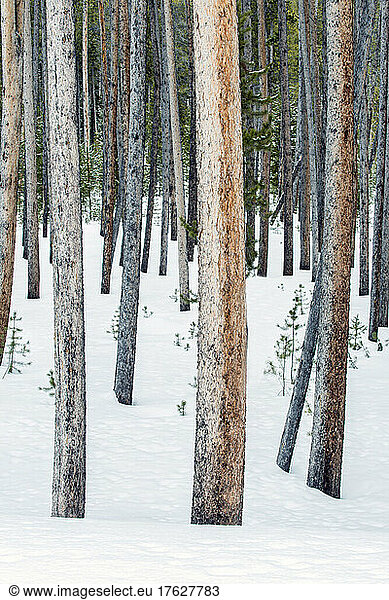 Lodgepole pine trees  tree trunks close together  snow on the ground.