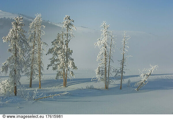 Lodgepole pines and snow in the mist.