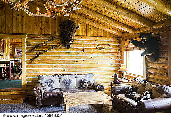 Log Cabin Lounge  mounted bison and bear on wall  at Heart Six Ranch
