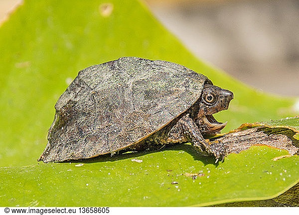 Loggerhead Musk Turtle (Sternotherus minor); Silver River  FL; March