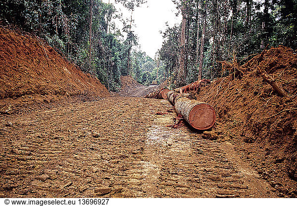 Logging the rainforest in Sabah  Malaysian Borneo.
