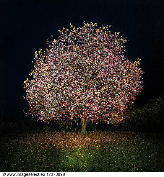 Lone autumn tree at night