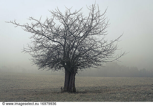 Lone bare tree on field against sky in foggy weather  Vysoka Lipa  Bohemian Switzerland National Park  Czech Republic