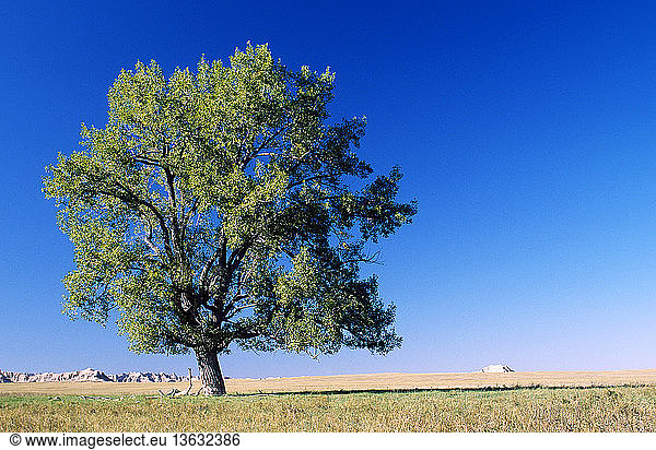 Lone cottonwood tree (Populus sp.) in Badlands National Park  South Dakota.