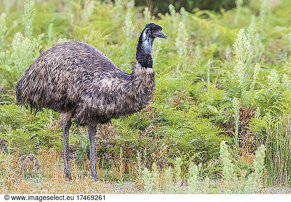 Lone emu (Dromaius novaehollandiae) at Wilsons Promontory National Park