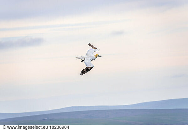 Lone gannet flying against sky