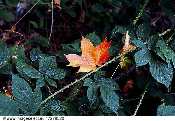 Lone maple leaf lying on thorny branches in autumn
