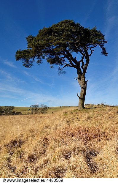 Lone pine in the winter sun by the Priddy Pools on the Mendip Hills  Somerset