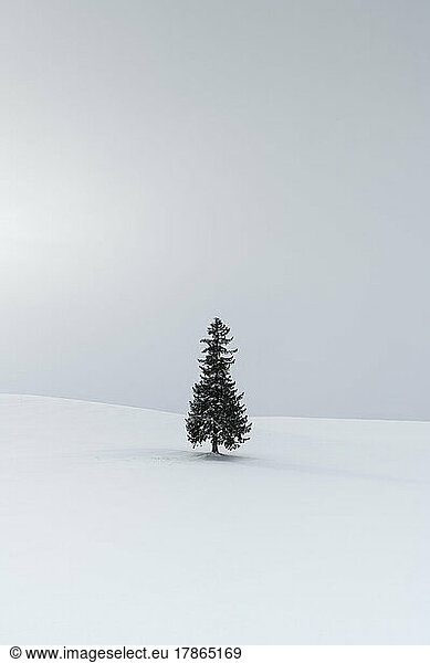 Lone pine tree in a snow field in winter  Hokkaido  Japan