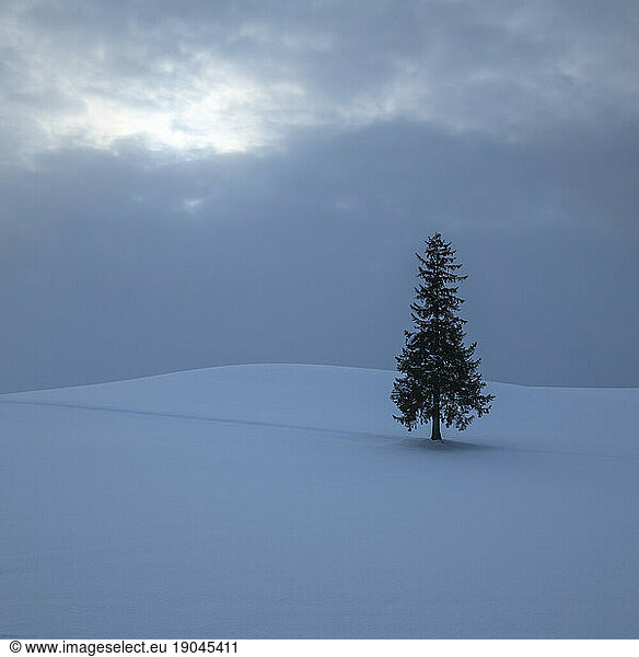 Lone pine tree in the snow  Biei  Hokkaido  Japan