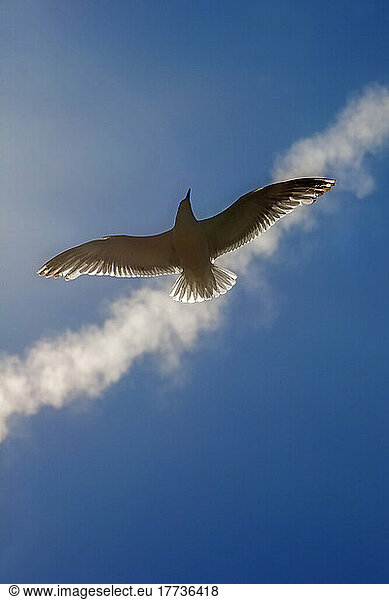 Lone seagull flying against sky