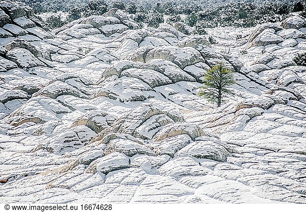 Lone tree at wintery White Pocket in Vermilion Cliffs  AZ