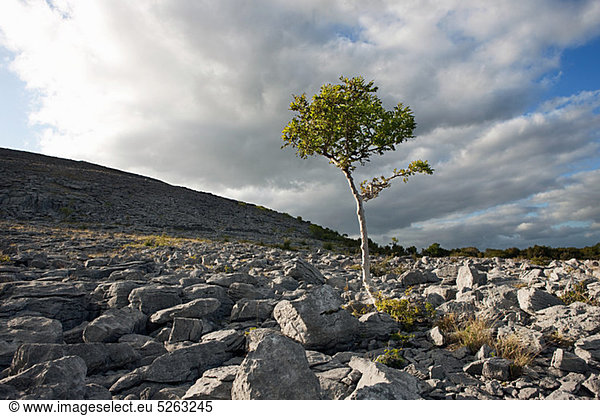 Lone Tree auf dem Burren  Co. Clare  Irland
