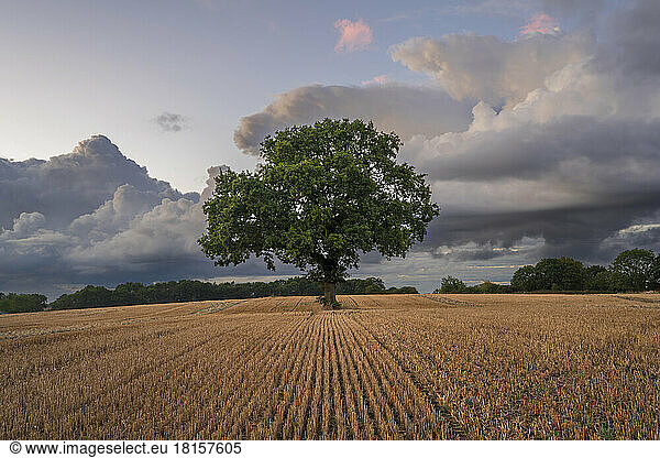 Lone tree in ploughed field with dramatic sky  Congleton  Cheshire  England  United Kingdom  Europe