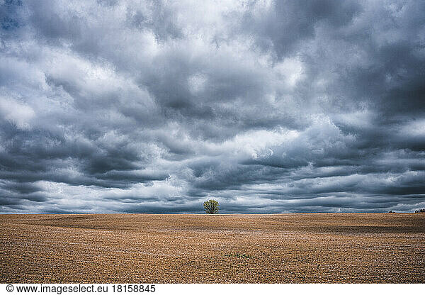 lone tree in plowed farm field with stormy sky