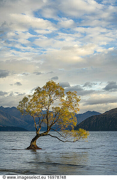 Lone tree in Roys Bay on Wanaka Lake against cloudy sky  Wanaka  Queenstown-lakes District  Otago Region  South Island  New Zealand