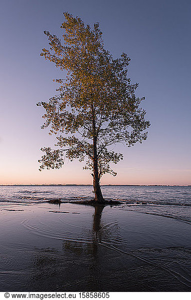 Lone tree in the water on the shore of Lake Ontario during sunrise.