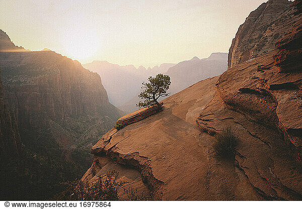 Lone Tree in Zion National Park at Sunset