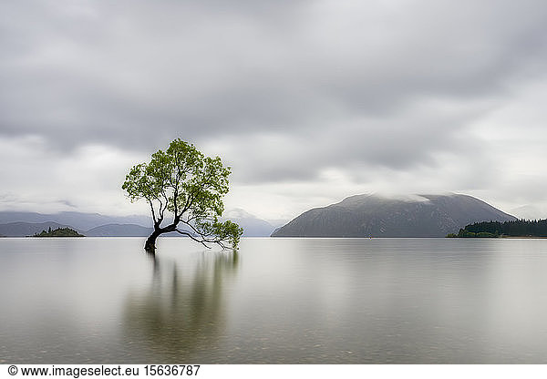 Lone Tree of Lake Wanaka against cloudy sky  South Island  New Zealand