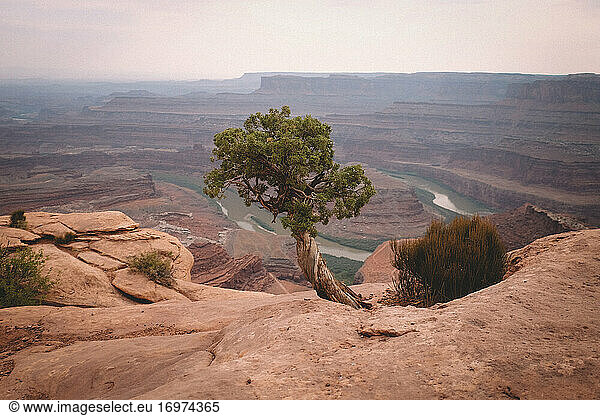 Lone Tree Overlooking Dead Horse Point in Utah