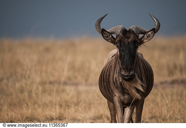Lonely wildebeest in the African plains  Masai Mara  Kenya