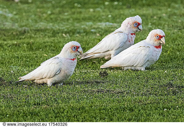 Long-billed corellas (Cacatua tenuirostris) standing on green grass