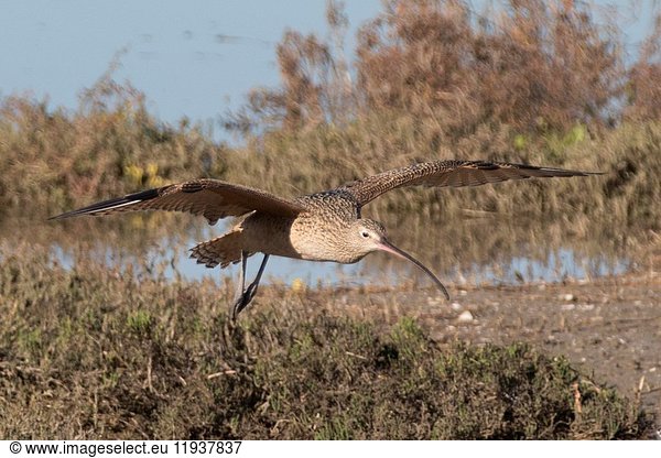 Long-Billed Curlew landing (Numenius americanus) Back Bay Reserve California.