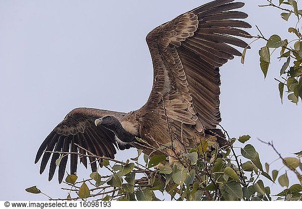 Long-billed Vulture or Indian Vulture (Gyps indicus) flying away  Ranthambore National Park  Rajasthan  India