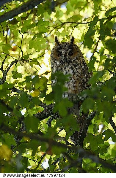Long-eared owl (Asio otus)  resting  Daytime sleep  Lower Rhine  North Rhine-Westphalia  Germany  Europe