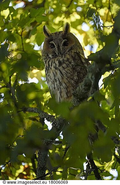 Long-eared owl (Asio otus)  resting  Daytime sleep  Lower Rhine  North Rhine-Westphalia  Germany  Europe