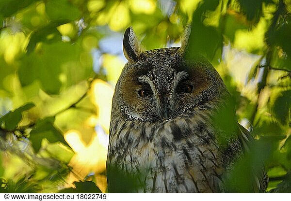 Long-eared owl (Asio otus)  resting  portrait  Daytime sleep  Lower Rhine  North Rhine-Westphalia  Germany  Europe
