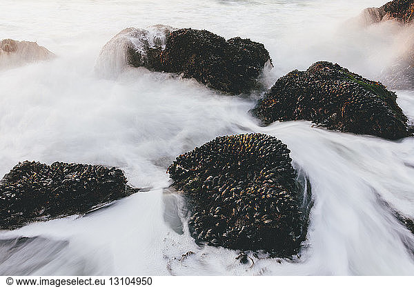 Long exposure of shellfish covered rocks and incoming surf and waves at dusk  Point Reyes National Seashore  CA
