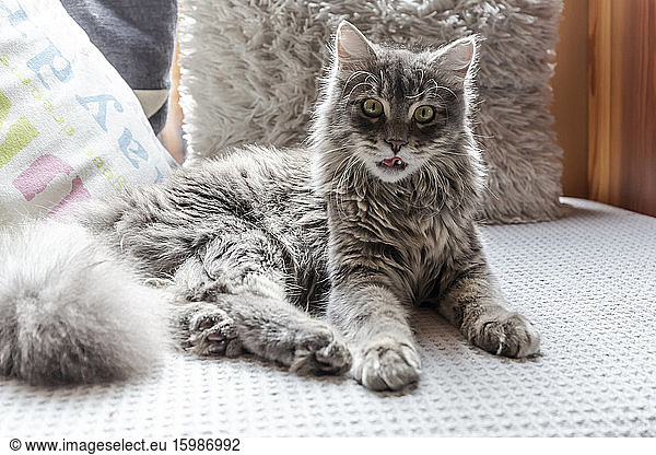 Long haired cat resting on sofa