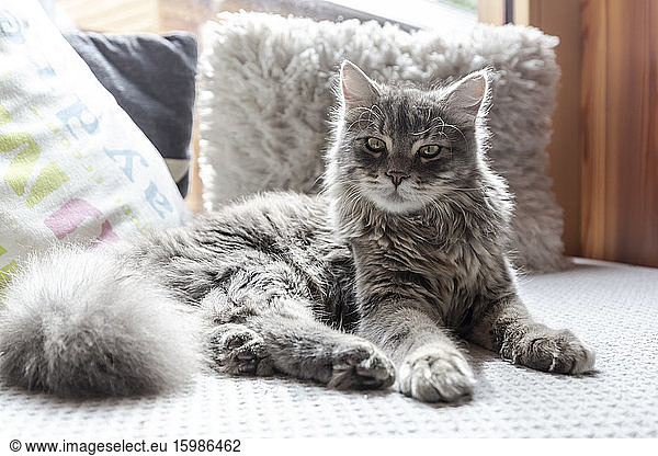 Long haired cat resting on sofa