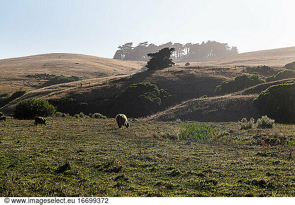 Long horn cattle grazing in open field at sunset in California