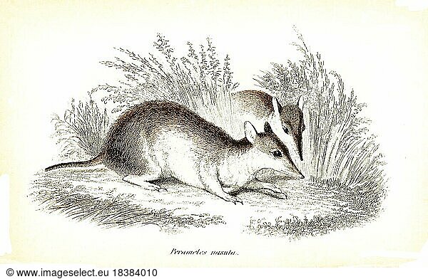 Long-nosed (marsupialia) bandicoot (Perameles nasuta) Long-nosed