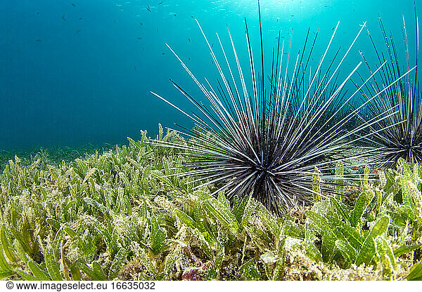 Long-spined sea urchin (Diadema antillarum) in a Halophila seagrass. Natural Marine Park of Martinique.