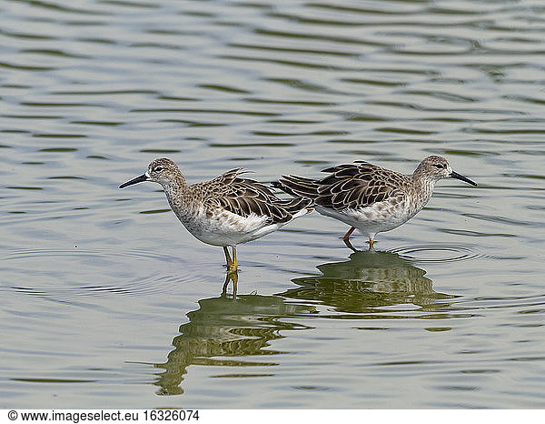 Long-toed stints, Calidris subminuta