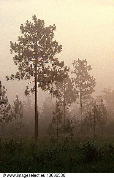 Longleaf pines (Pinus palustris) with light fog in the early morning  Cartwheel Bay Heritage Preserve in Horry County  South Carolina  in July. The Cartwheel Bay Heritage Preserve was established to protect one of the few Carolina Bay-longleaf pine savanna complexes in South Carolina.
