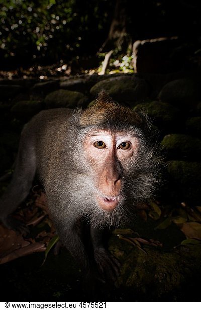 Longtailed Macaque  Macaca fascicularis  Bali  Indonesia
