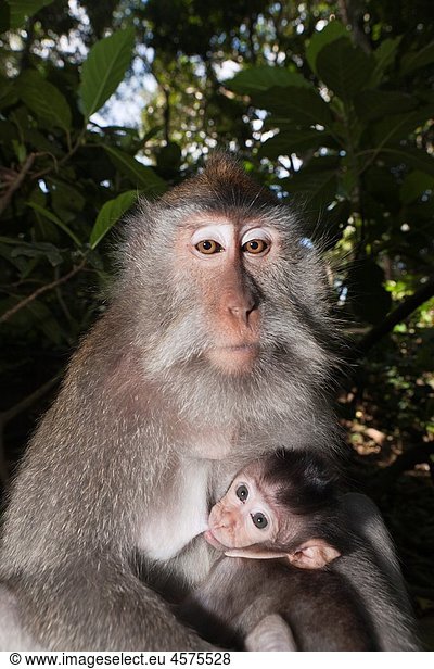 Longtailed Macaque with Baby  Macaca fascicularis  Bali  Indonesia