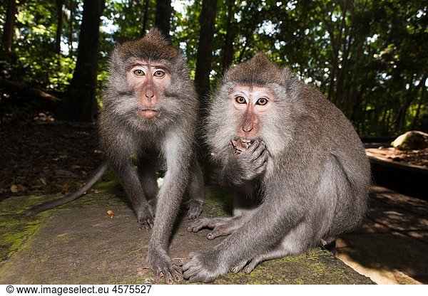 Longtailed Macaques  Macaca fascicularis  Bali  Indonesia