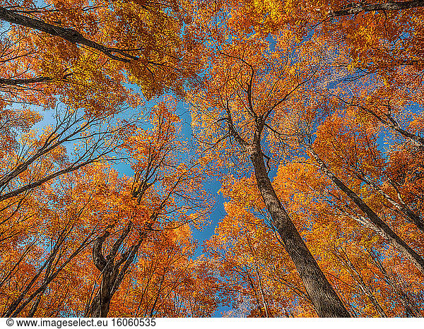 Looking into the canopy of an Ontario forest in autumn; Dwight  Ontario  Canada