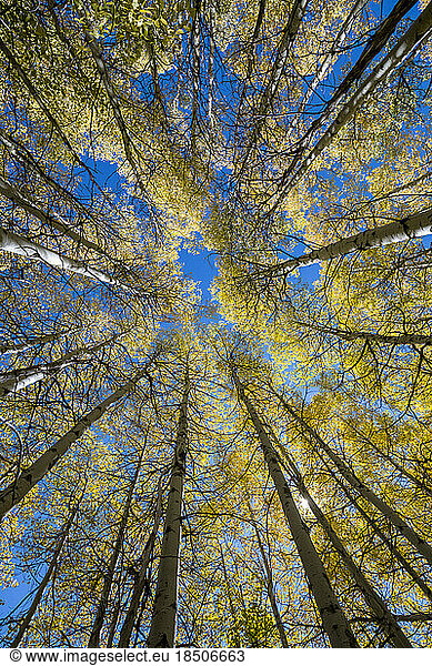 Looking up at a beautiful grove of aspen trees in the fall.