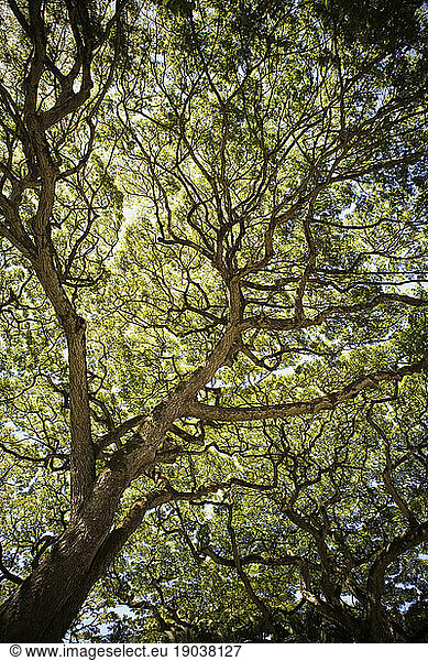 Looking up at the sunlight through the leaf canopy of a tree in O'ahu  Hawaii.