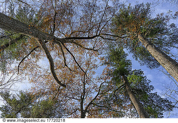 Looking up into a canopy of White Pines and Oak trees in an Ontario forest; St. Thomas  Ontario  Canada