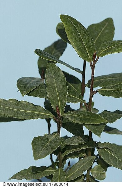 Lorbeerblätter (Laurus nobilis)  Lorbeergewächse  Lauraceae