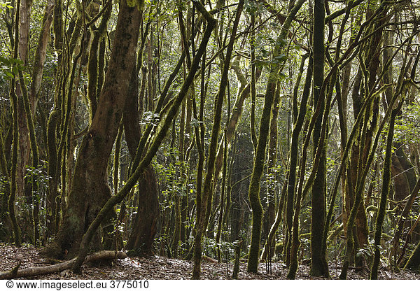 Lorbeerwald in Nationalpark Garajonay La Gomera Kanaren Spanien Garajonay Nationalpark