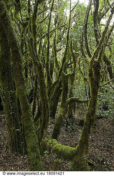 Lorbeerwald  Nationalpark de Garajonay  La Gomera  Kanarische Inseln  Spanien  Europa