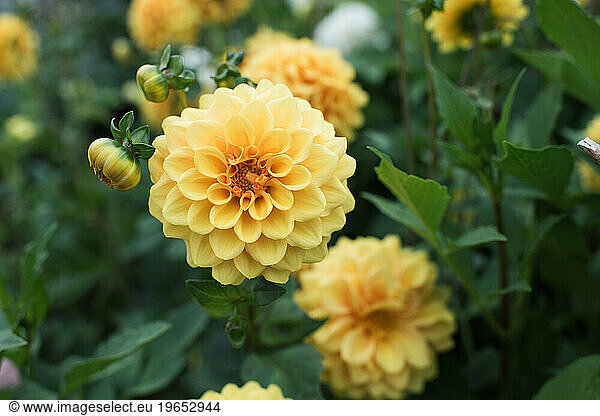 lots of beautiful yellow dahlias